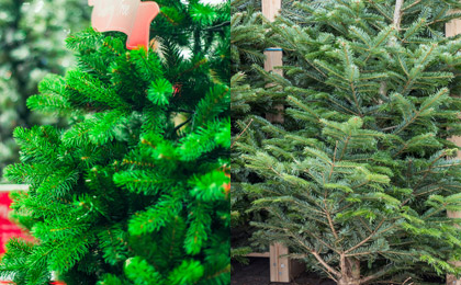 Dois pinheiros de natal